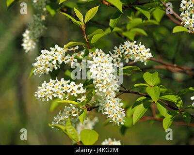 Blüte der Vogel-Kirsche (Prunus Padus) im Frühjahr in Cumbria, England UK Stockfoto