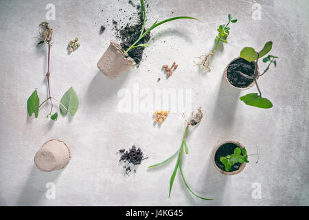 Gemüse-Saatgut und Jungpflanzen flach legen Zusammensetzung auf weißem rustikalen Hintergrund Stockfoto