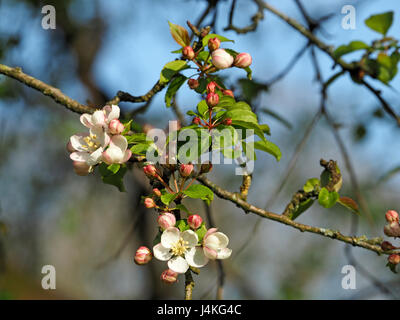 Rosa und weiße Baum (Malus Pumila) Apfelblüte im Frühjahr in Cumbria, England UK Stockfoto