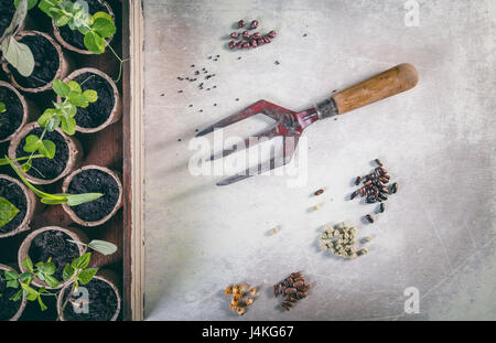 Gemüse-Saatgut und Pflanzen auf hellen kratzig Hintergrund Stockfoto