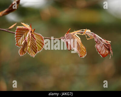 neues Rotes Laub mit nach unten Fransen an den frischen Trieben der Blutbuche (Fagus Sylvaticus Purpurea) Cumbria, England UK Stockfoto