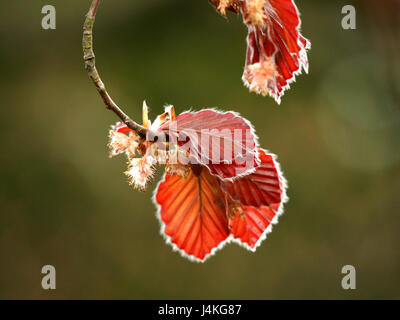 neues Rotes Laub mit nach unten Fransen an den frischen Trieben der Blutbuche (Fagus Sylvaticus Purpurea) Cumbria, England UK Stockfoto