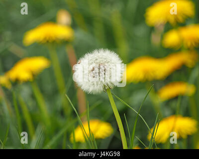 Löwenzahn Uhr Seedhead (Taraxacum Officinale) mit Hintergrund der leuchtend gelbe Löwenzahn Blüten in Cumbria, England UK Stockfoto