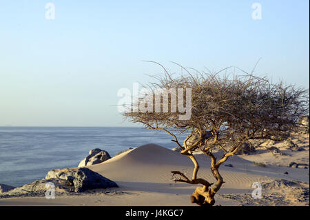 Oman, Musandam, Al-Khasab, Küste, Strand, Sand, Baum arabischen Halbinsel, dem Nahen Osten, Sultanat Oman, Halbinsel Musandam, Küstenlandschaft, Sandstrand, Steinen, Felsen, Vegetation, Strauch, Einsamkeit, aus der Ferne, Ausfahrt, menschenleer, Ruhe, Stille, Natur, Meerblick Stockfoto