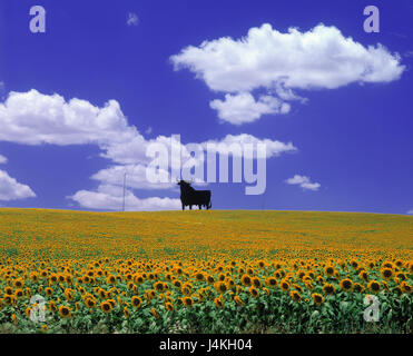 Spanien, Andalusien, Sonnenblumenfeld, Werbung, Bull, "Bull" Wirtschaft, Sonnenblumen, Landwirtschaft, Sonnenblume, gelb, Blüte, Osborne Stockfoto