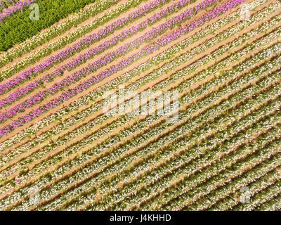 Antenne des kommerziellen Blumenfelder, Lompoc, Kalifornien Stockfoto