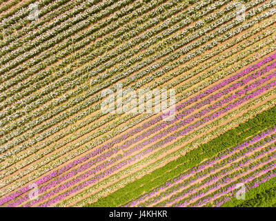 Antenne des kommerziellen Blumenfelder, Lompoc, Kalifornien Stockfoto