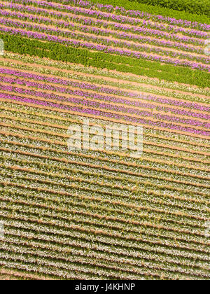 Antenne des kommerziellen Blumenfelder, Lompoc, Kalifornien Stockfoto