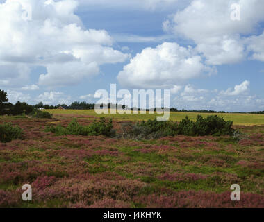 Deutschland, Norden Friesen, Amrum, moor Landschaft, Europa, Norddeutschland, Schleswig - Holstein, Insel, Nordseeinsel, Nord-Fries-Land, der Nordsee, Landschaft, Wiese, Feldrand, Kiefer, Kiefer Pflanzen, Heide, Heidekraut Pflanzen, Ginster, Heidekraut, Pflanzen, Vegetation, Natur, Stockfoto