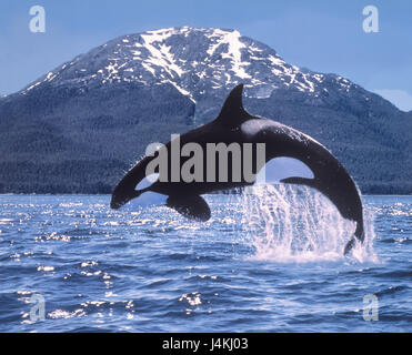 Küste, Meer, Killerwal, Orcinus Orca, Riss-Tiere, Wildtiere, Wassertiere, Wal, Orca, gezahnten Wale, Säugetier, Schorf Wale, Wasser, Sprung, Stockfoto