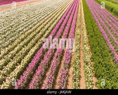 Antenne des kommerziellen Blumenfelder, Lompoc, Kalifornien Stockfoto