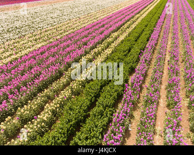 Antenne des kommerziellen Blumenfelder, Lompoc, Kalifornien Stockfoto