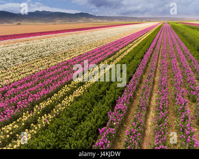 Antenne des kommerziellen Blumenfelder, Lompoc, Kalifornien Stockfoto