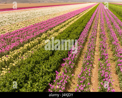 Antenne des kommerziellen Blumenfelder, Lompoc, Kalifornien Stockfoto