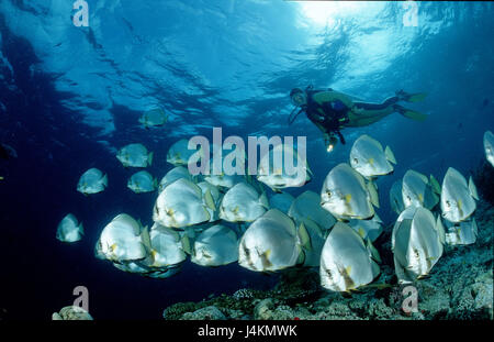 Fisch-Traum, Fledermausfische, Platax Pinnatus, Taucher Stockfoto