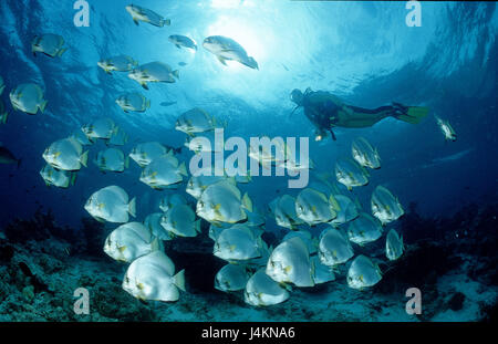 Fisch-Traum, Fledermausfische, Platax Pinnatus, Taucher Stockfoto