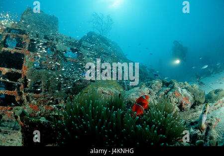 Flugzeug Wrack, Meeresboden, Taucher, Fische Stockfoto