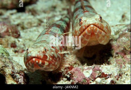 Eidechsenfisch, Synodus Variegatus, paarweise, Stockfoto