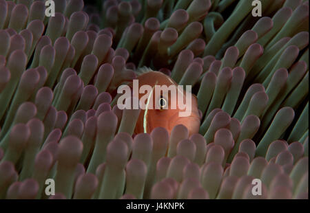 Seeanemone, Halsband-Anemonenfisch Amphiprion perideraion Stockfoto