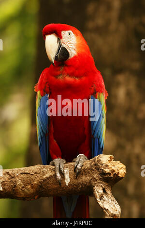 Rote blaue Papagei auf hölzernen Ast nach links schaute mich im Wald am Tag. Stockfoto