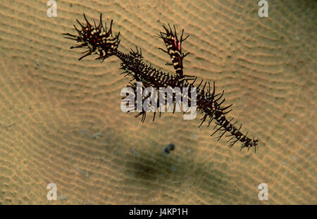 Harlekin-Geist Pfeife Fisch, Solenostomus paradoxus Stockfoto