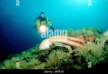 Gemeinsame Krake, Octopus Vulgaris, Riff, Taucher Stockfoto