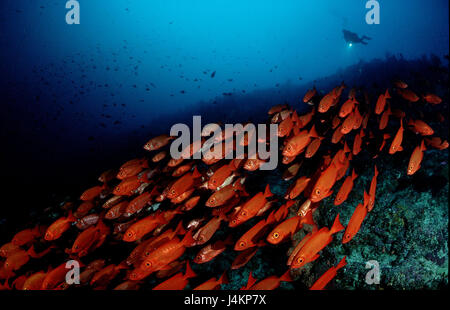 Fisch-Traum, grobe Saug Sitzstangen, Priacanthus Hamrur, Taucher Stockfoto