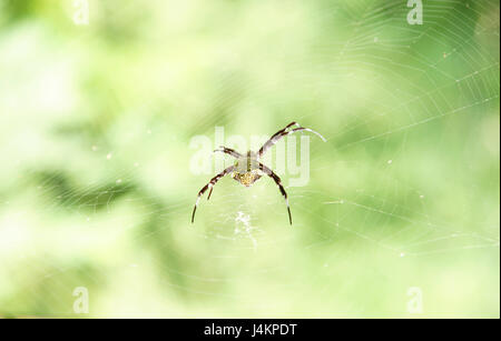 Rotes golden dünne Spinne sitzen und warten auf seine Beute in der Mitte seiner Web tagsüber. Stockfoto