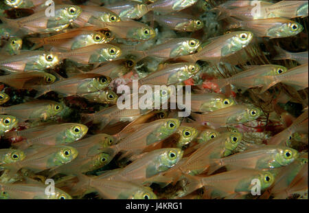 Fisch-Traum, Glasfische, beginnt ransonneti Stockfoto