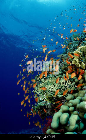 Korallenriff, Flagge Sitzstangen, Pseudanthias squamipinnis Stockfoto