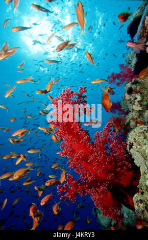 Korallenriff, Flagge Sitzstangen, Pseudanthias squamipinnis Stockfoto