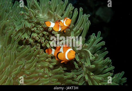 Orange Ringel Anemonenfisch Amphiprion Ocellaris, Anemone, paarweise, Stockfoto