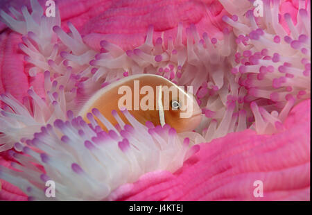 Seeanemone, Halsband-Anemonenfisch Amphiprion perideraion Stockfoto