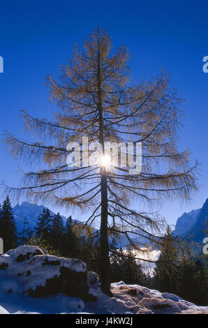 Berglandschaft, Lärche, Gegenlicht, Winter Berg Holz, Kiefer Pflanze, Baum, Wintersonne, Deutschland, Berchtesgadener Alpen, Kälte für qualitativ, Konzeption, Sonne, Energie, Inspiration, Stimmung, Ruhe, Stille, winterlich, kalten, würzen Stockfoto