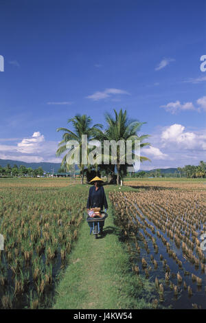 Malaysia, Langkawi, Reisen, Museum, Laman Padi Reis Museum, Arbeiter, Reisen Bereich Asien, Halbinsel, Insel, Reisen, Museum, Reisanbau, Ort von Interesse, Wirtschaft, Landwirtschaft Stockfoto