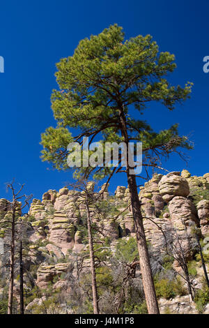 Kiefer entlang Echo Canyon Loop Trail, Chiricahua Nationalmonument, Arizona Stockfoto