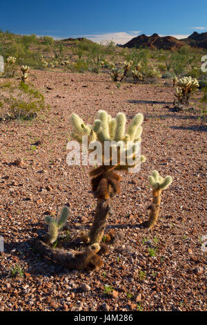 Cholla Cactus, Kofa National Wildlife Refuge, Arizona, Kofa National Wildlife Refuge, Arizona Stockfoto