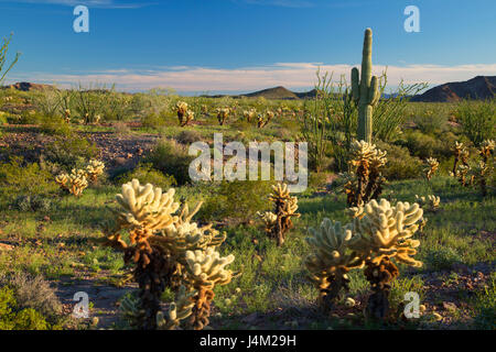 Wüste am Palm Canyon, Kofa National Wildlife Refuge, Arizona Stockfoto