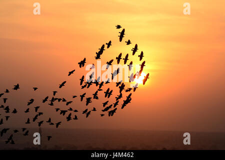 BEFLOCKUNG VÖGEL ABEND Stockfoto