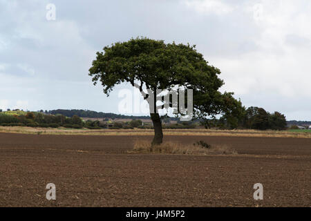 Ein Baum steht in einem frisch gepflügten Feld in Northumberland in England.die hat Feld gepflügt worden, um den Baum herum. Stockfoto