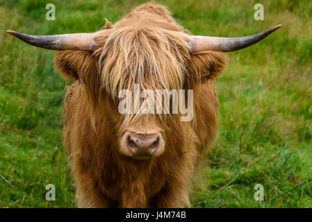 Kuh. Schottische Hochlandrinder im Portrait; Highlands, Schottland, Vereinigtes Königreich Stockfoto