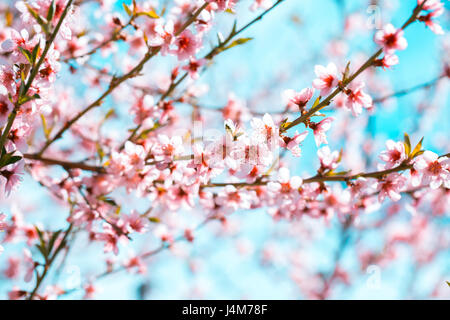 Die Pfirsichbaum ist in voller Blüte mit schönen rosa Blüten an den Zweigen Stockfoto