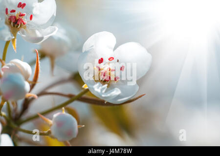 Ein Kirschbaum während der Blüte mit schönen weißen Blüten auf die Zweige mit den leuchtenden Strahlen der Sonne an einem Frühlingstag Stockfoto