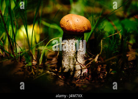 Orangefarbene Kappe Steinpilze im Wald an Stelle des hellen Sonnenlicht Stockfoto