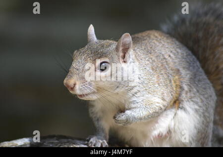 Graue Eichhörnchen aus der Nähe Stockfoto