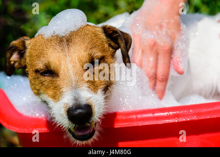 Hund im Becken voller Seifenschaum hat Bad Vergnügen Stockfoto