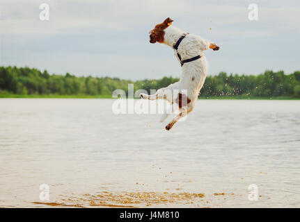 Sommerspaß am Strand mit Hund springen hoch im Wasser Stockfoto