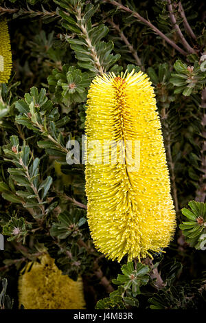 Nahaufnahme von Banksia Blume im Garten. Stockfoto