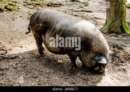 dicke graue Schwein im offenen Wald in Europa Stockfoto