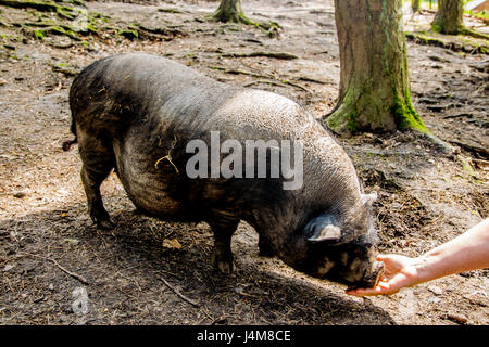 dicke graue Schwein im offenen Wald in Europa Stockfoto